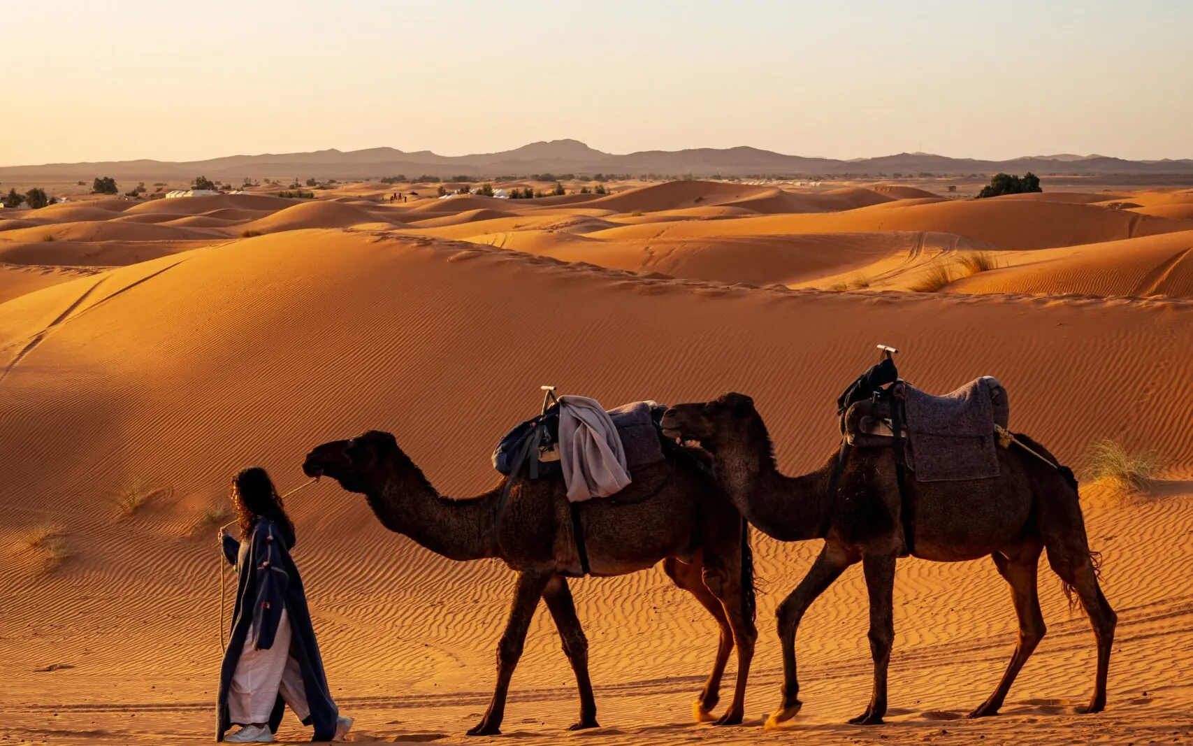 A woman leading two camels across the dunes at sunset
