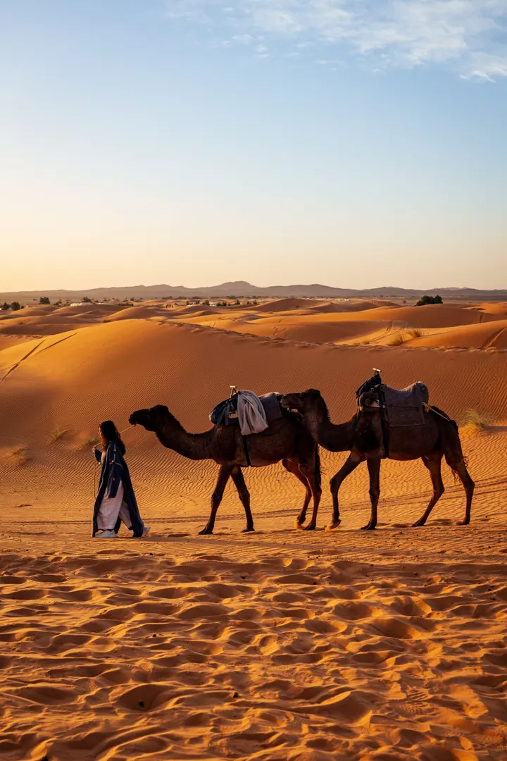 Camels crossing the Sahara at sunset