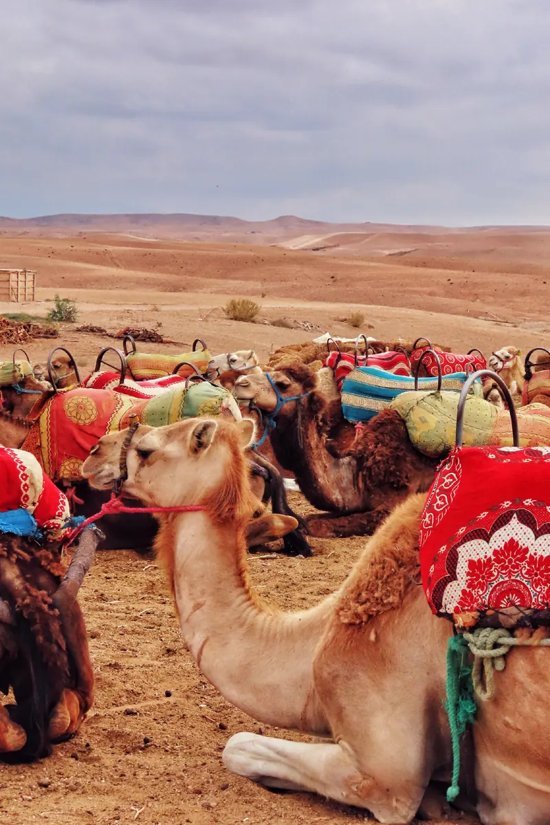 Agafay Desert, photo 2